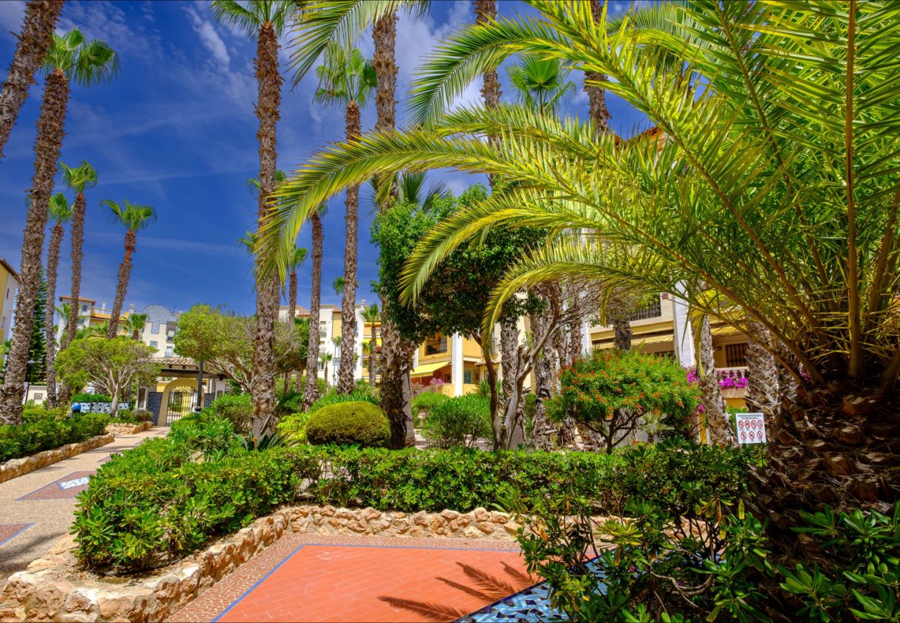 Apartamento en Torrevieja - ID87