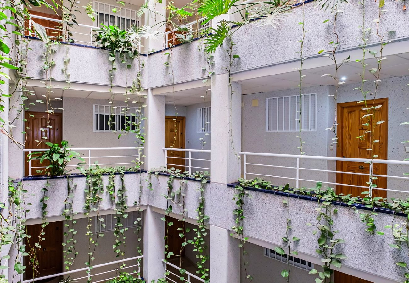 Apartment in Torrevieja - ID147