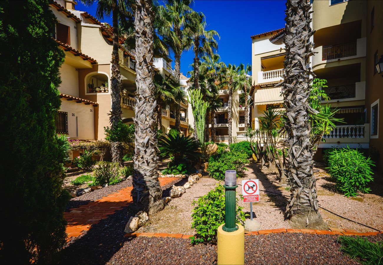 Apartment in Torrevieja - ID67