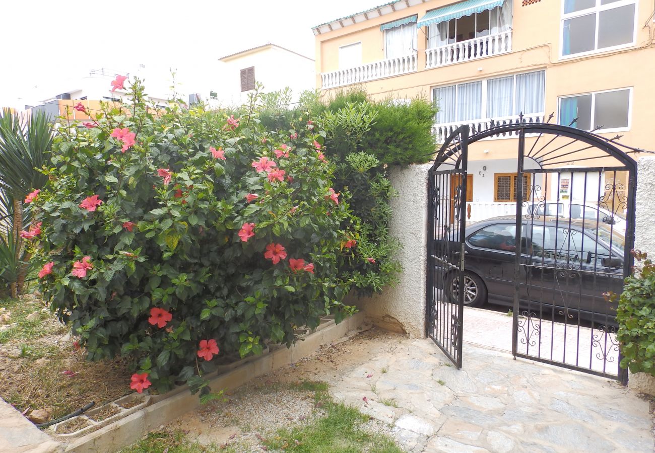 Apartment in Torrevieja - ID39