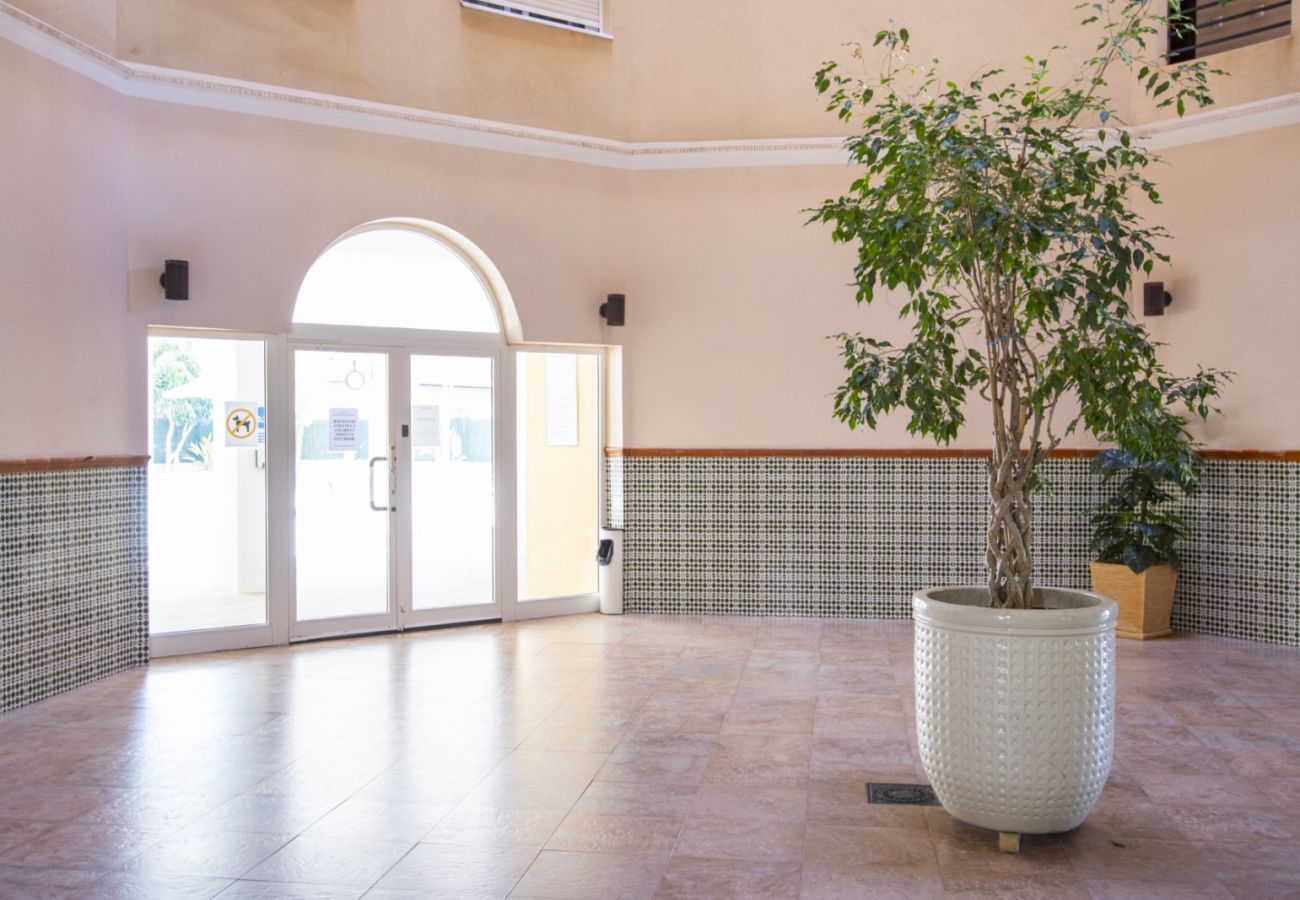 Apartment in Torrevieja - ID17