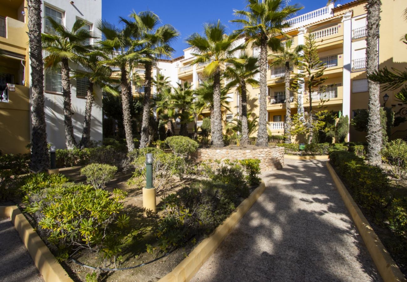 Апартаменты на Торревьеха / Torrevieja - ID157